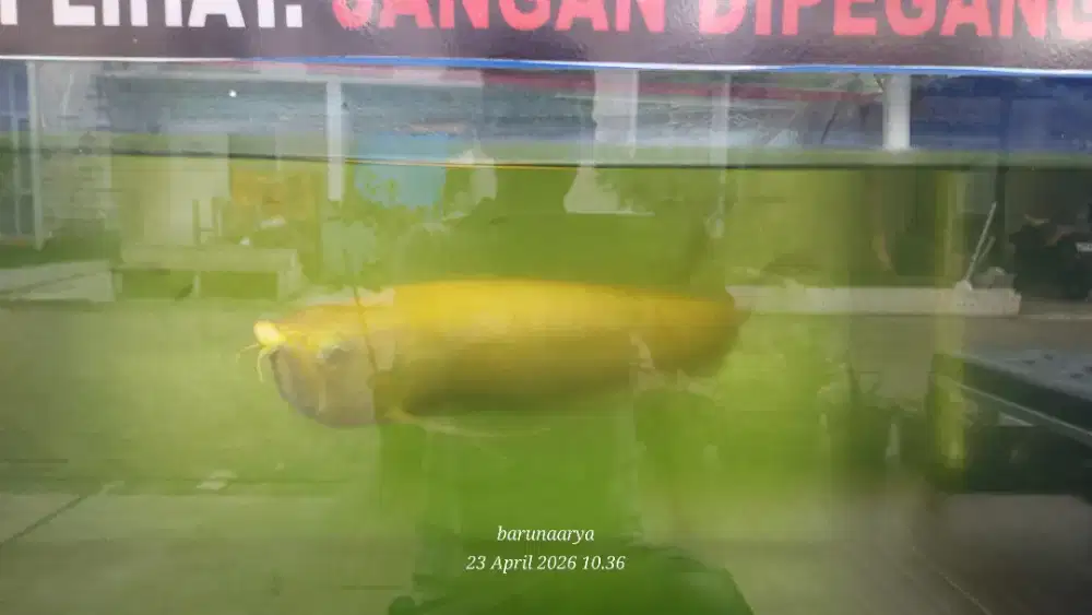 Arwana golden  dijual