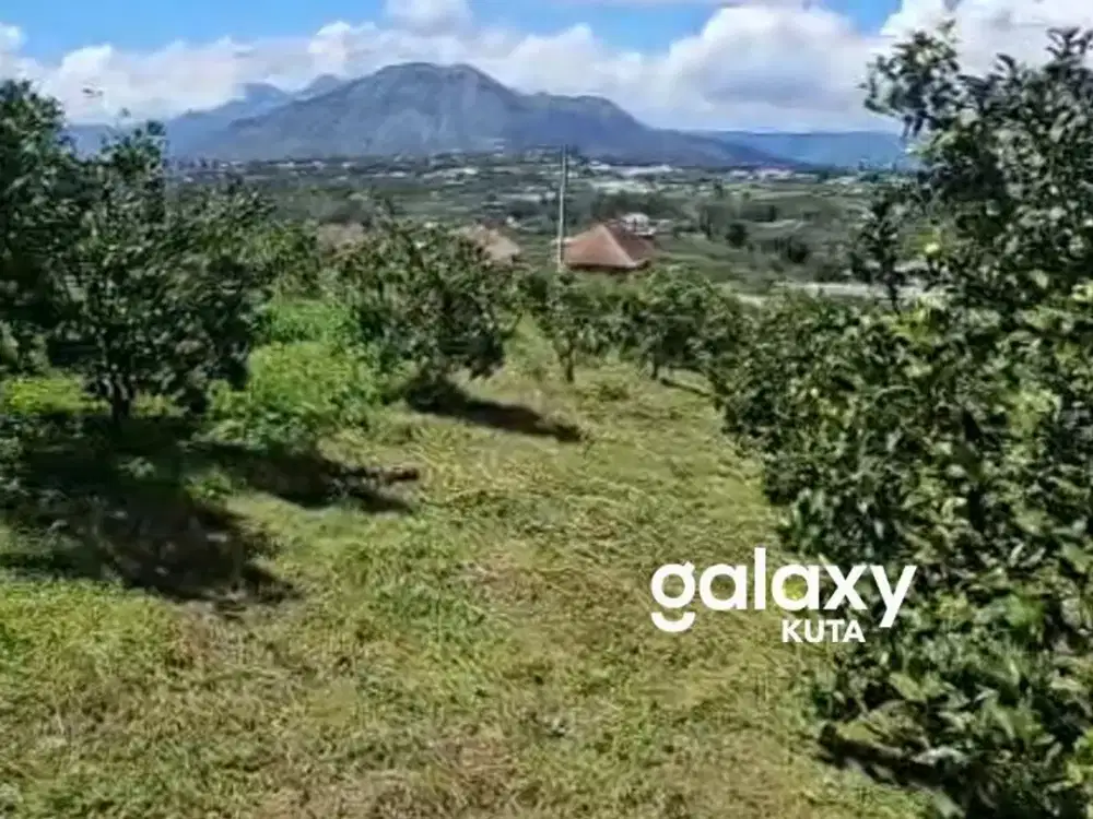 DIJUAL TANAH VIEW GUNUNG BATUR KINTAMANI BANGLI