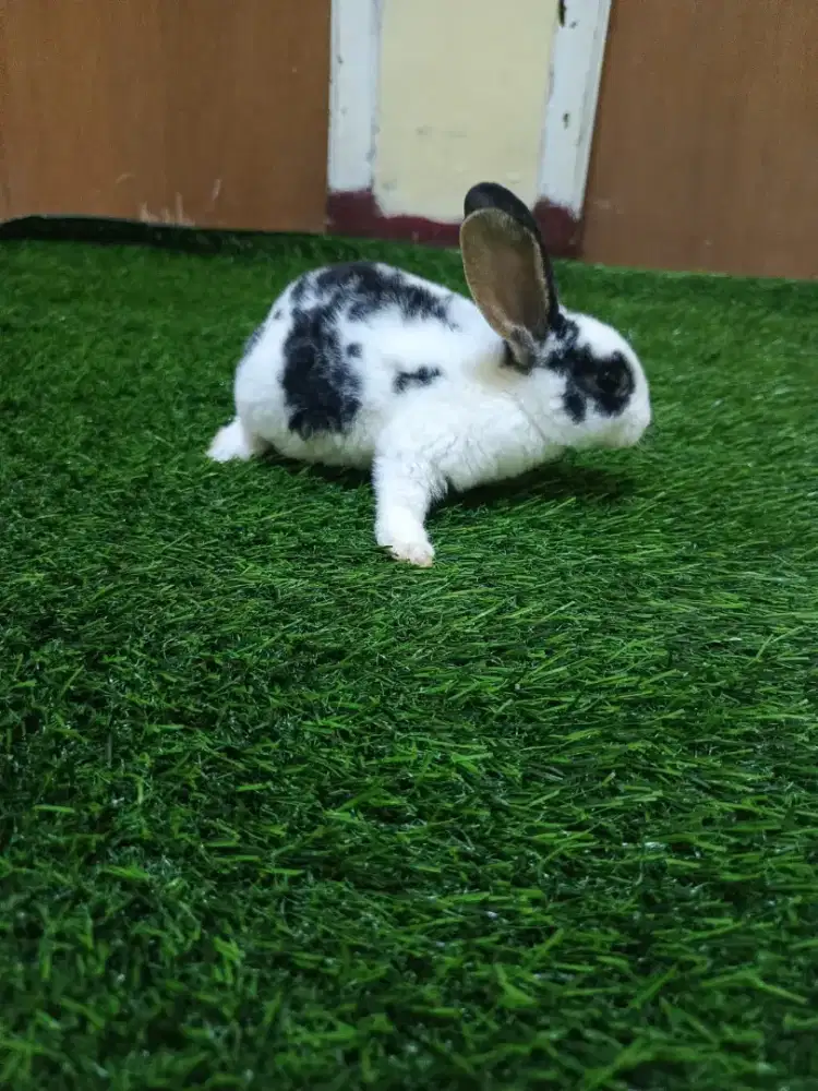 Kelinci Rex bulu karpet