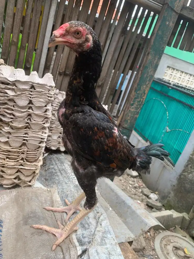 Anakan ayam silangan shamo eropa x bangkok