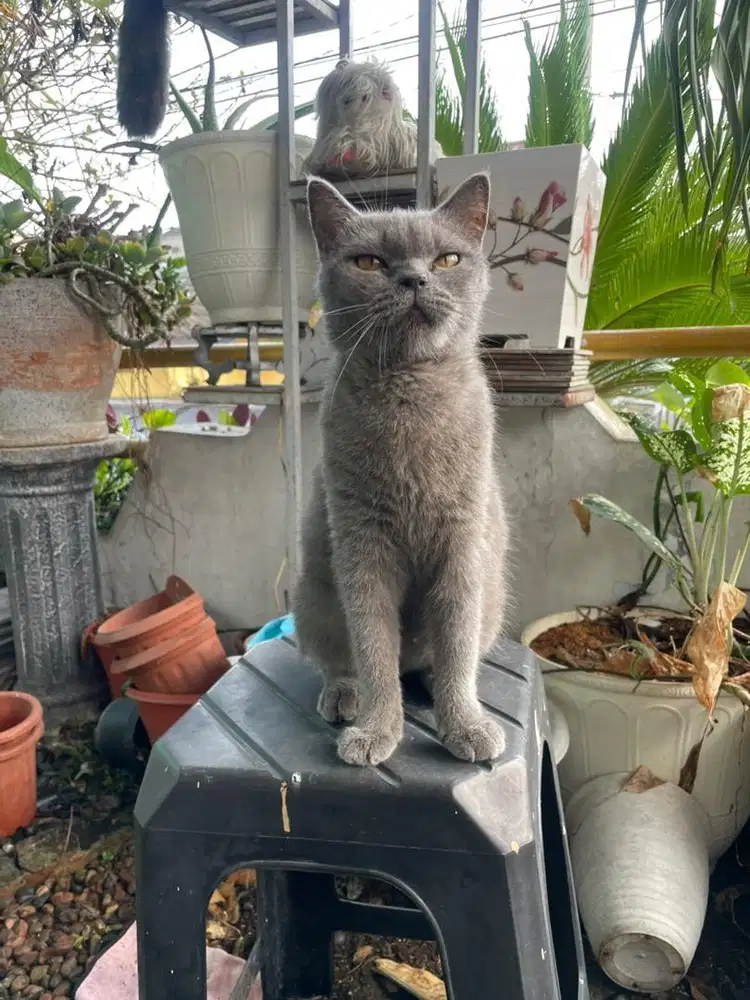 Bsh betina masuk birahi awal