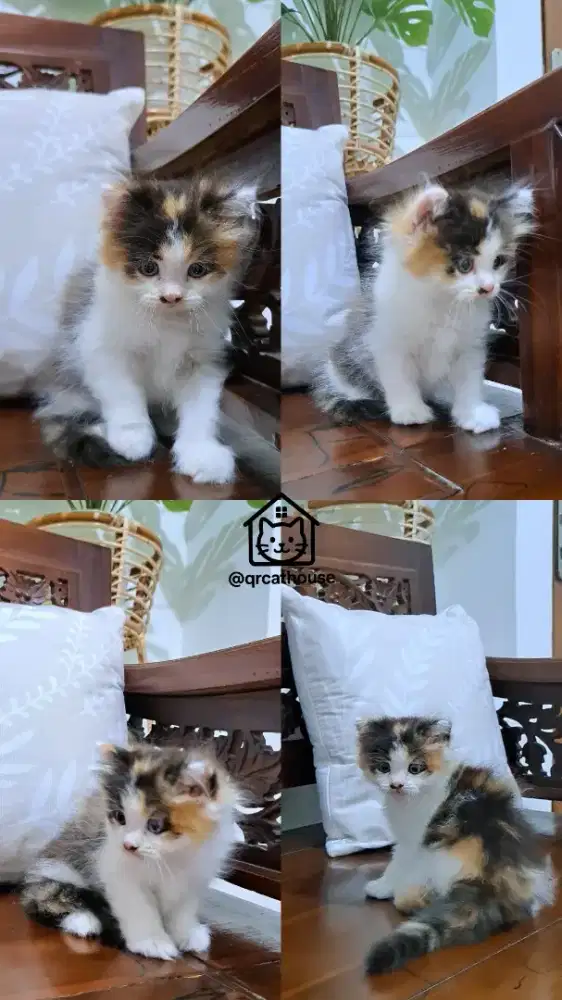KUCING PERSIAN BETINA 1.5 BULAN