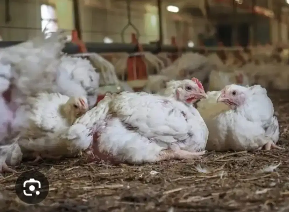 Jual ayam broiler / ayam potong