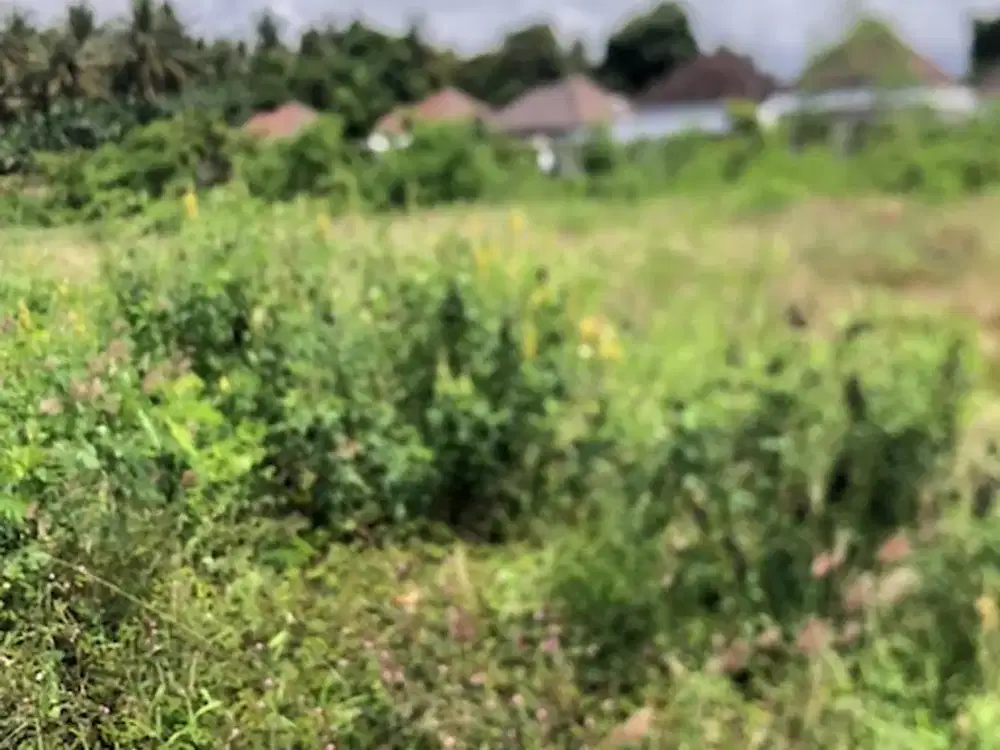 Tanah Kavling 1,5 Are di Komplek Perumahan Pering, Gianyar