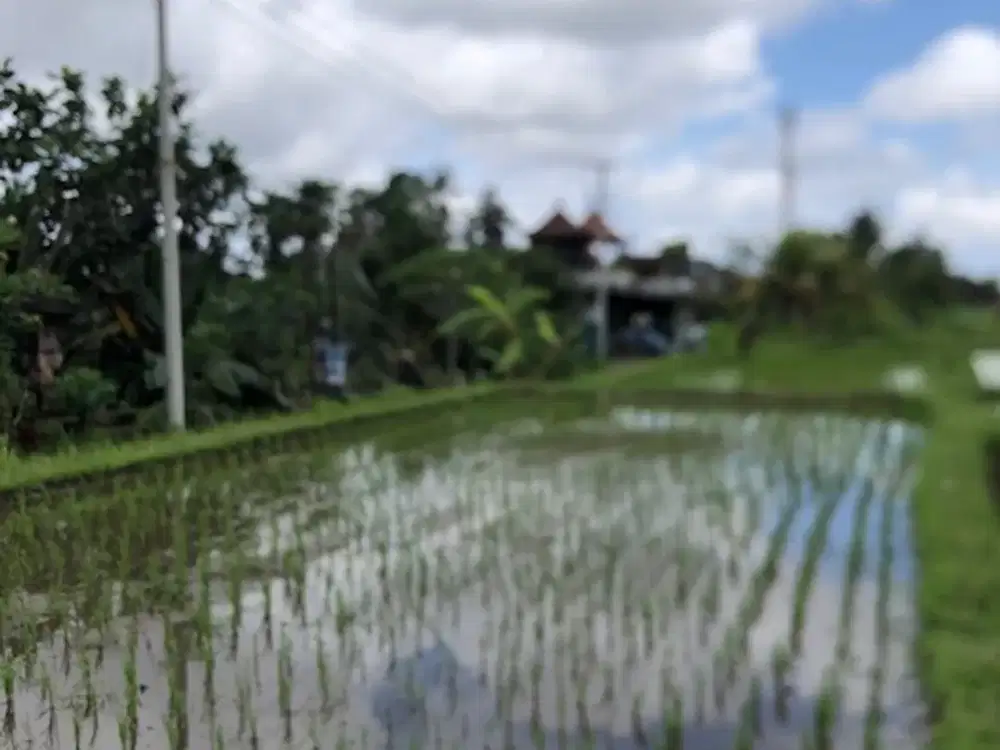 Tanah 28,2 Are View Sawah di Pejeng Kelod, Gianyar