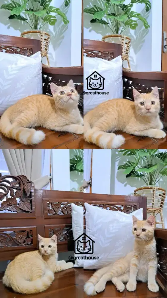 KUCING NS MUNCHKIN JANTAN 4 BULAN