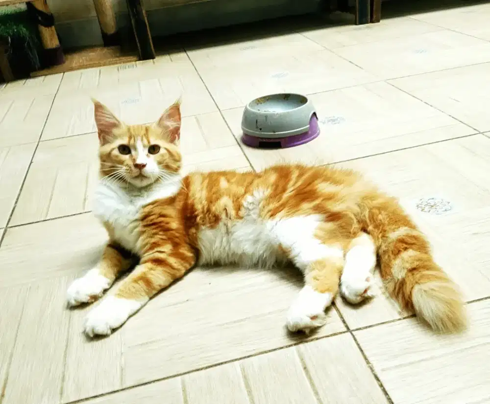 Kitten Mainecoon betina Asli. Induk ped Cfa Maine Coon