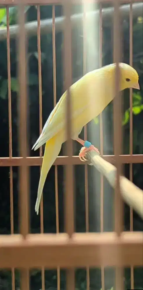 kenari f1 sf muda dan gacoran