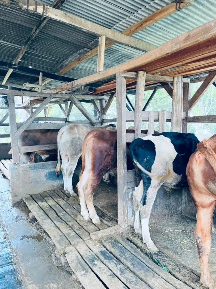 Sapi Qurban CiMahi