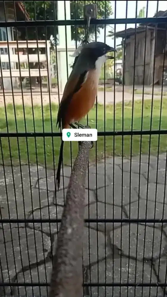 Cendet jatim eks prestasi