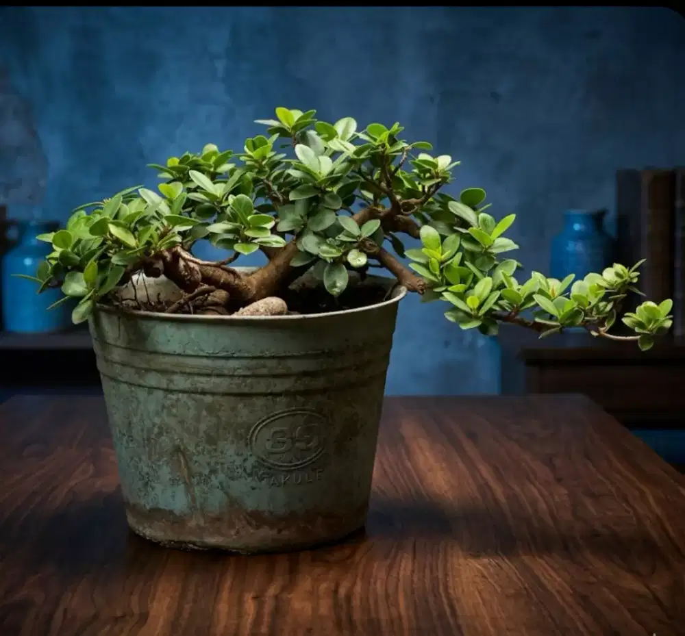Bonsai ficus dolar bagus