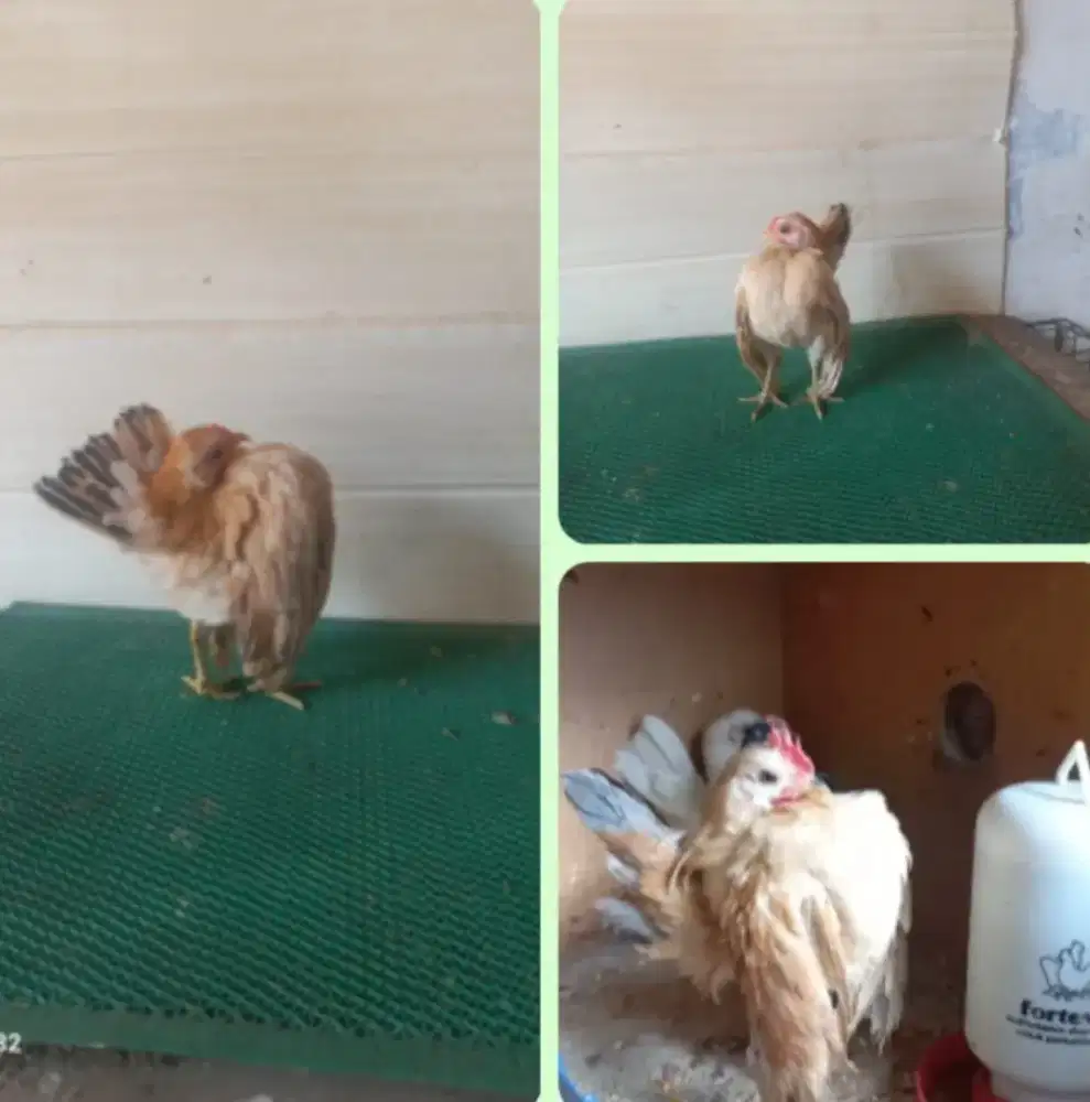 Ayam serama selam sepasang