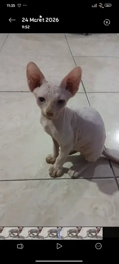 Kitten sphynx jantan