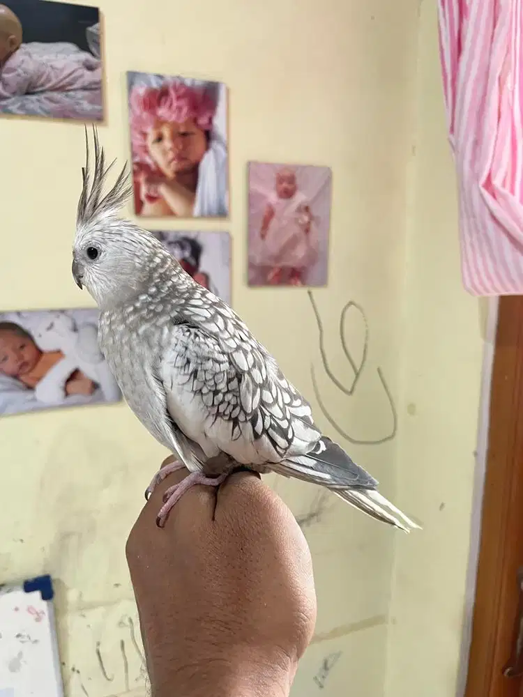 Parkit australia falk white face jinak