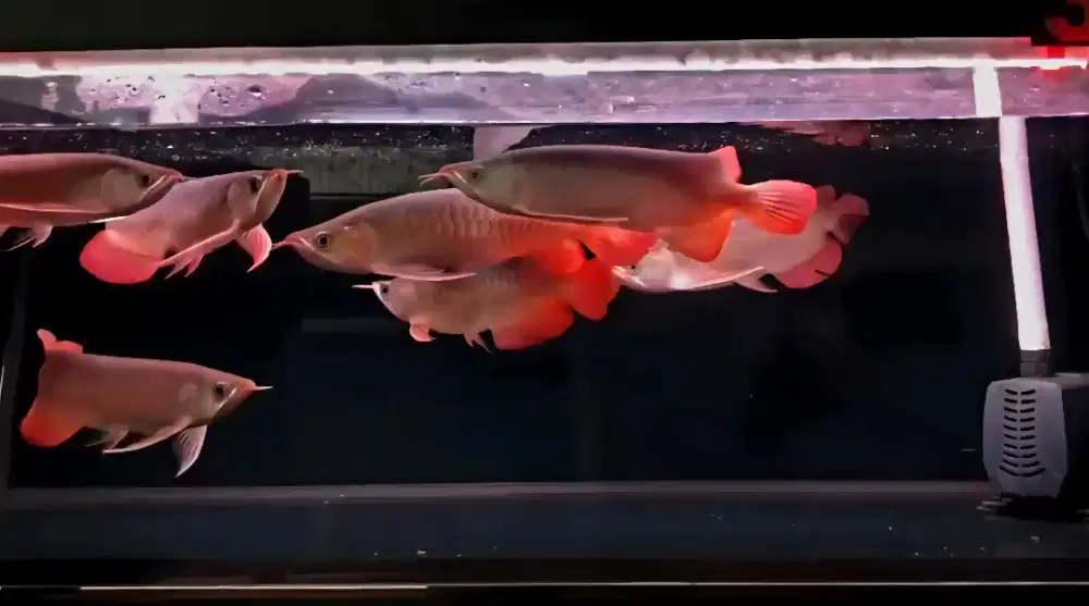 Arwana super red bahan slayer 25-27