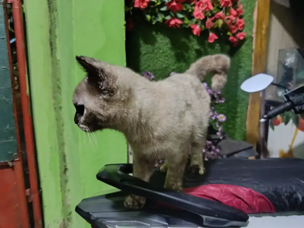 Himalaya Betina Short Hair Gembul