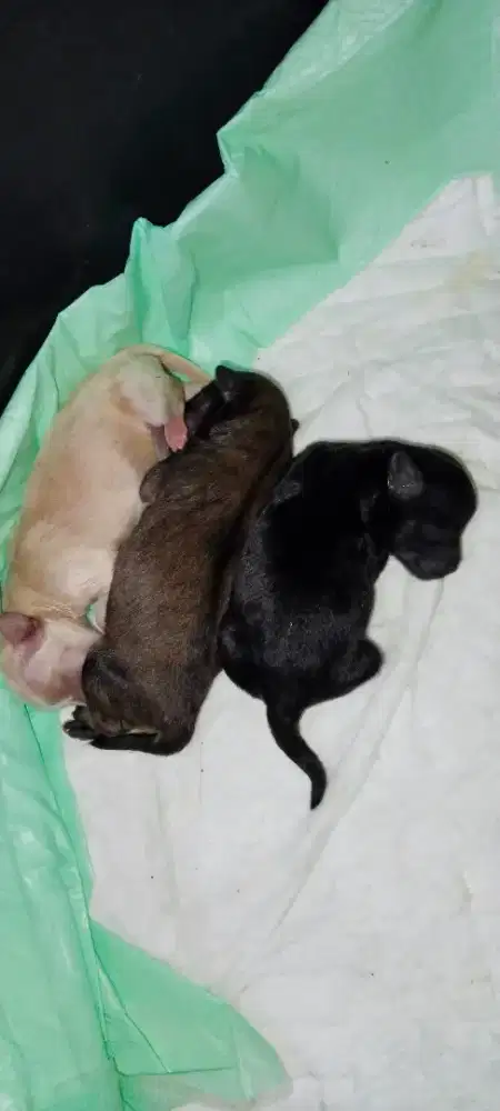 Open Adoption Baby Puppies