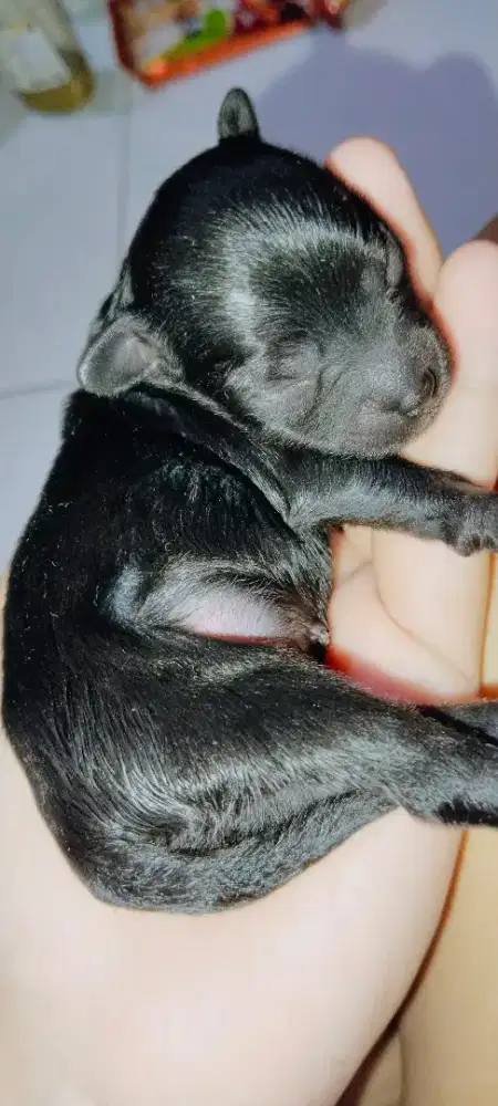 Open Adoption Baby poodleXminipom