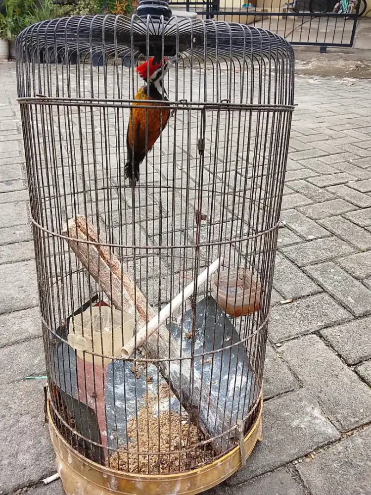 Jual cepat burung masteran