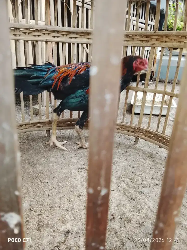 Ayam Bangkok aduan
