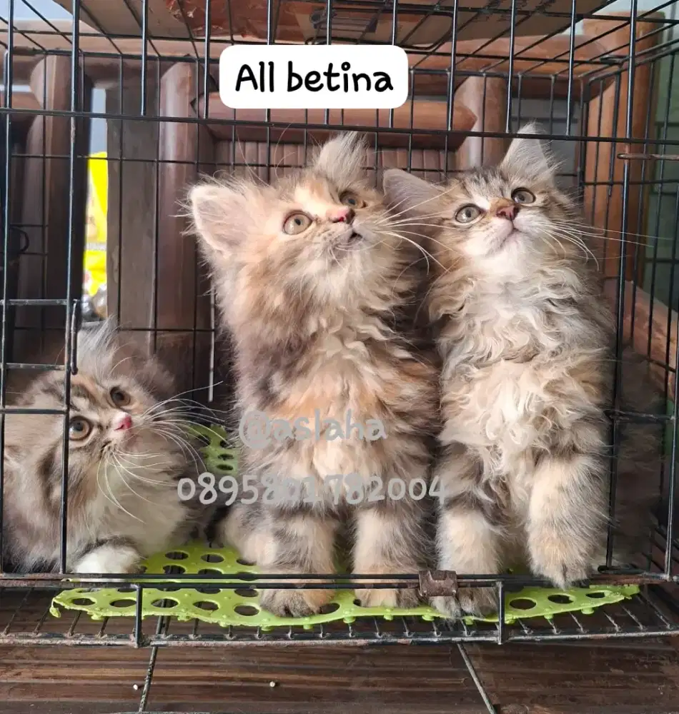 Anak kucing anggora/kitten persial  betina/kucing  persia betina