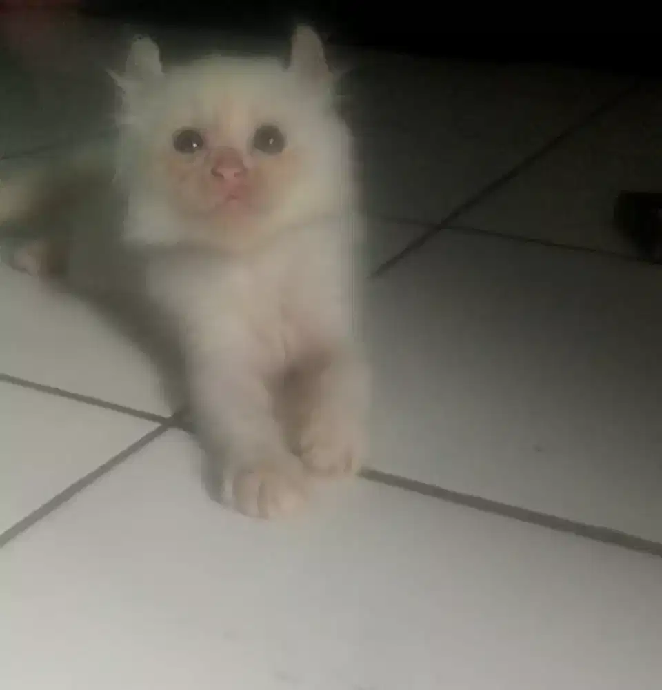 Kucing kitten American cURL betina