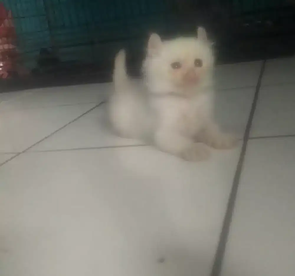 Kucing kitten American cURL jantan