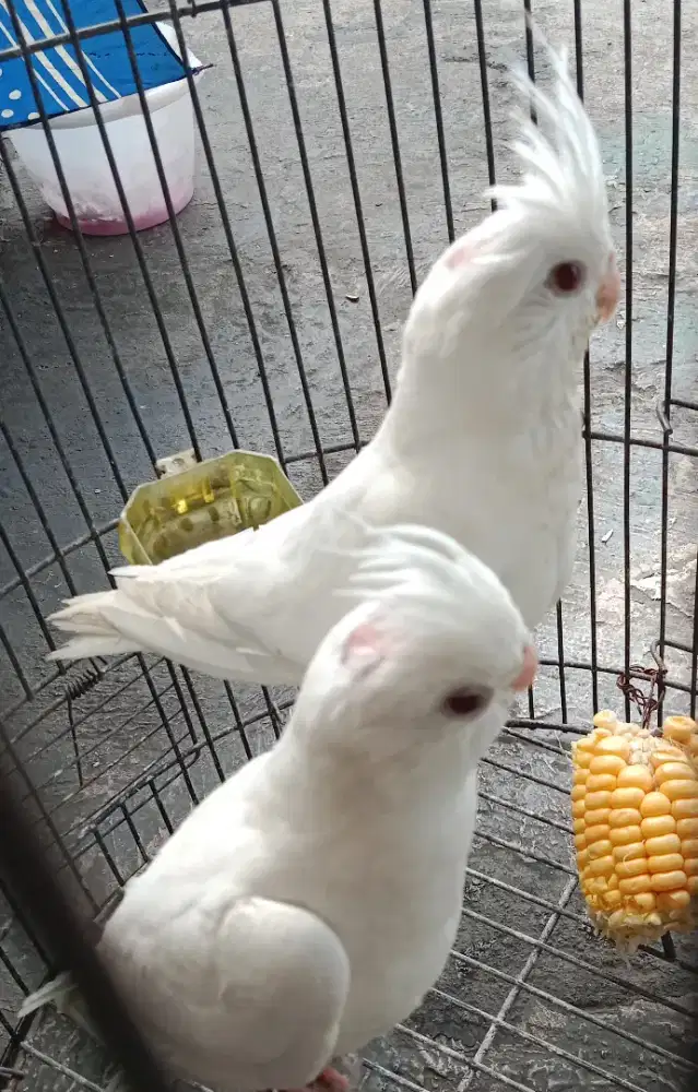 Jual burung falk albino