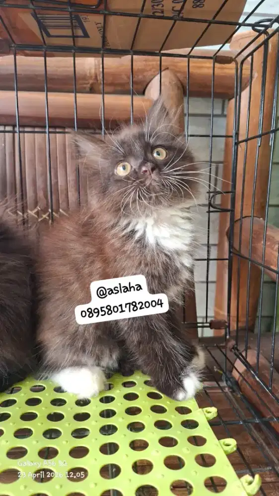 Anak kucing anggora/kitten flatnose jantan /kucing persia jantan