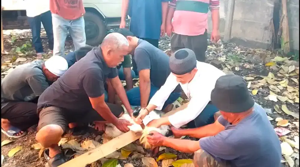 TERIMA PANGGILAN SEMBELIH HEWAN KURBAN