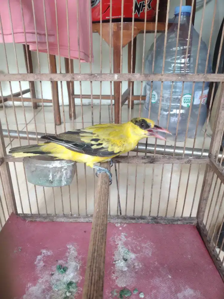 Kepodang emas masih muda udh rajin bgt