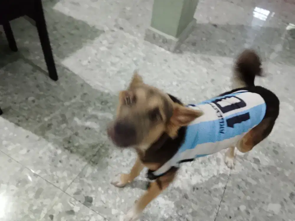 Anjing jantan mix, induk betina kampung, induk jantannya mix gold
