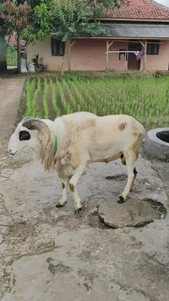 Qurban domba 2026