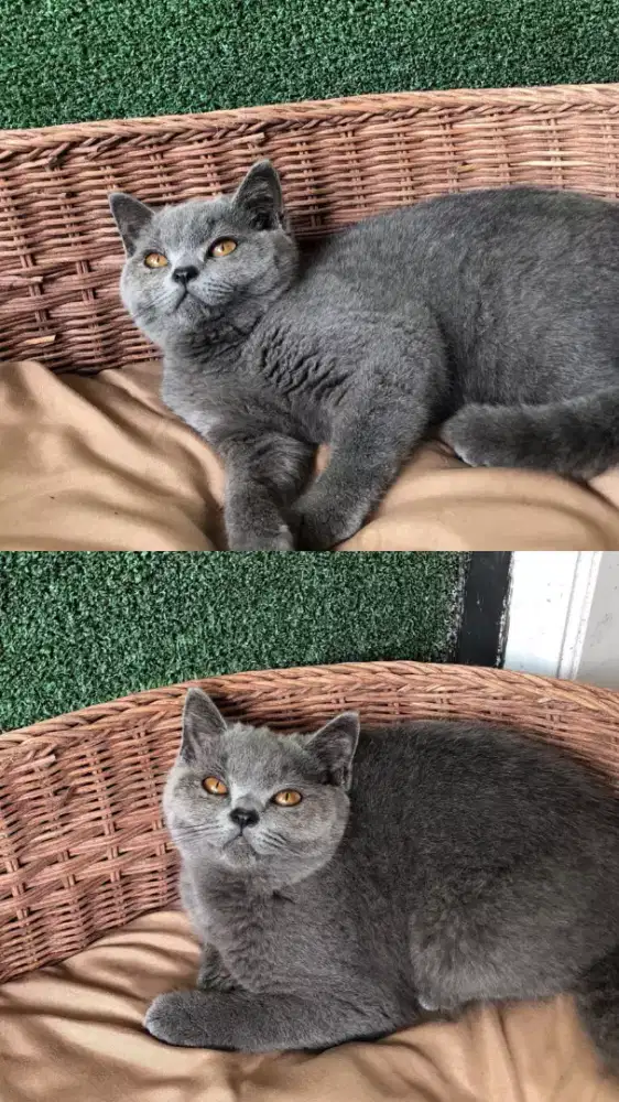 British short hair betina  blue