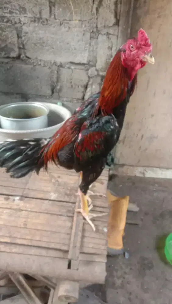 Ayam bangkok.klasik