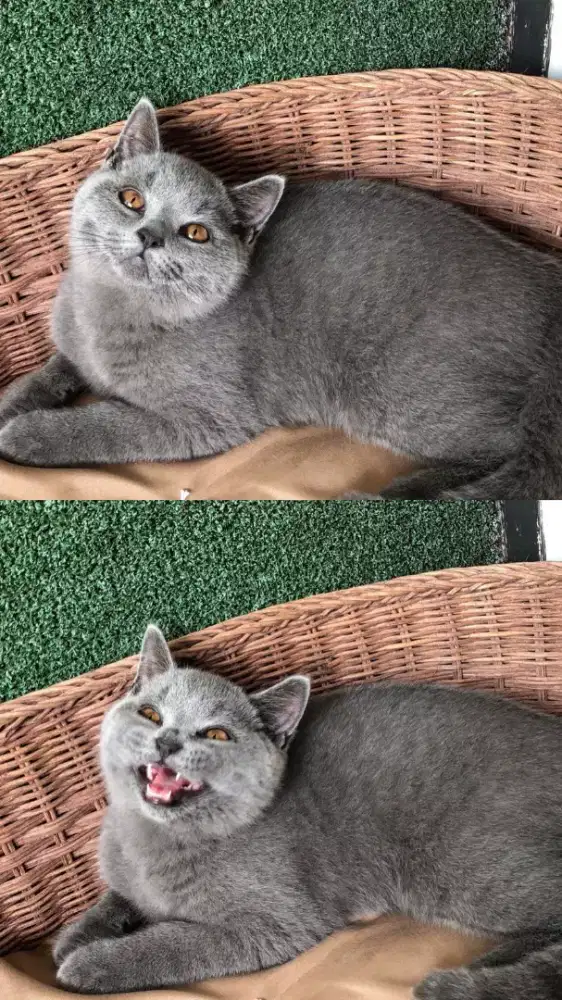 British short hair jantan blue