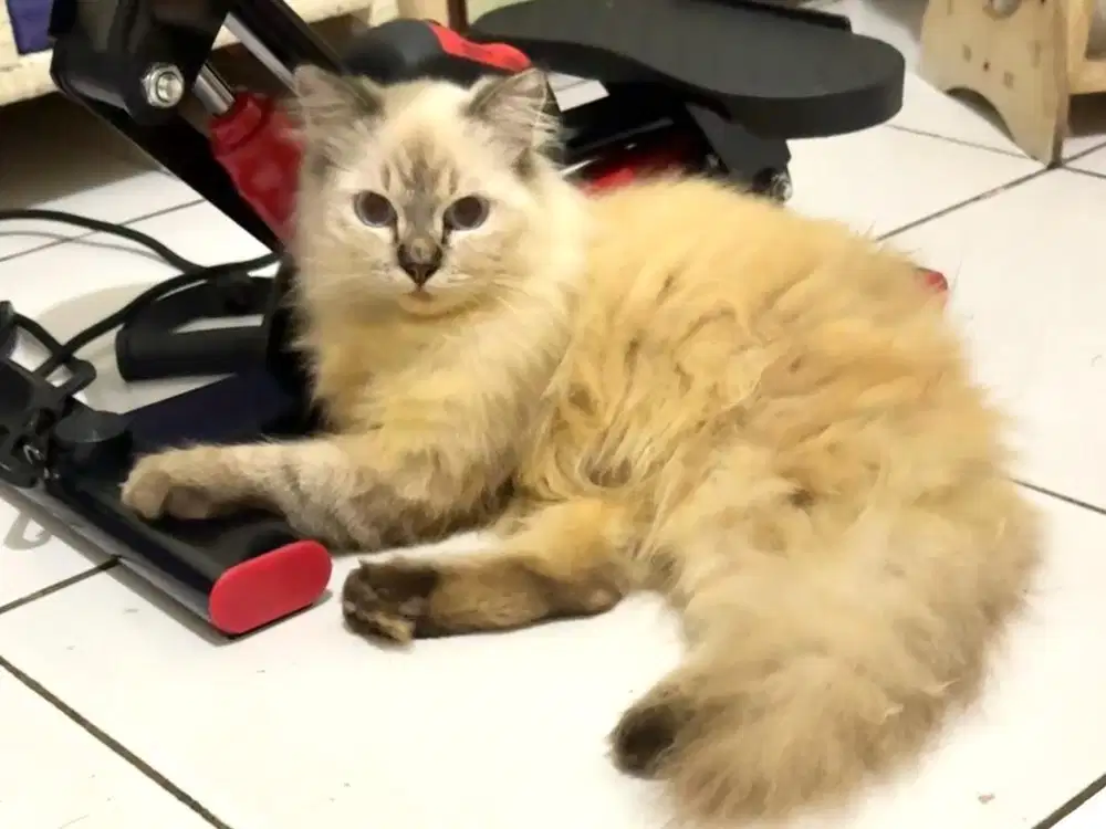 Jual Kucing Persia Kitten Betina Himalaya Gembul Long Hair
