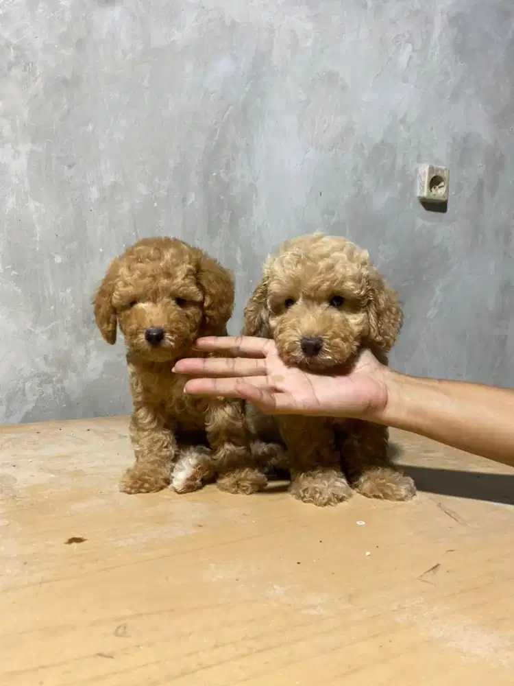 Red Fawn Toy Poodle betina vaksin