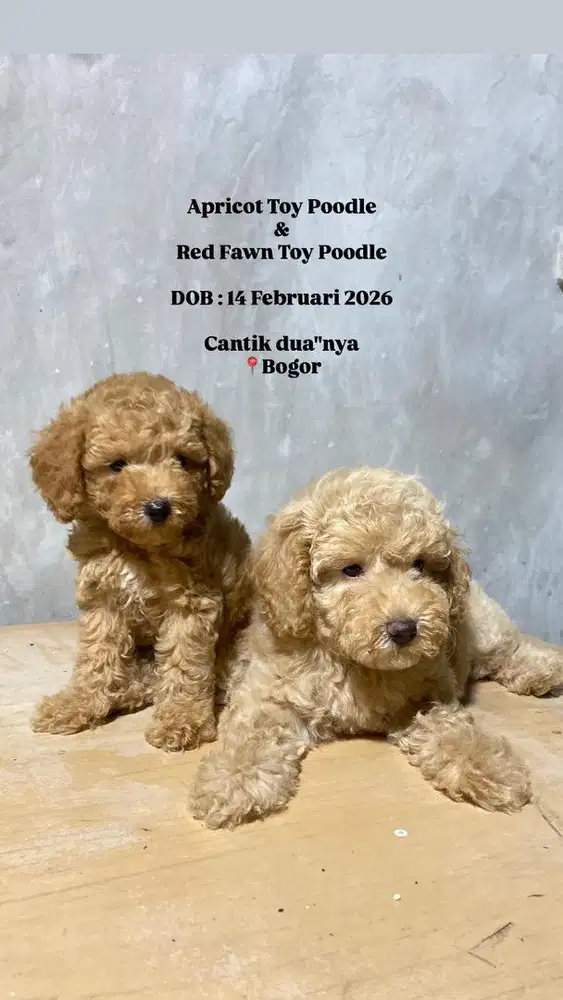 Red Fawn poodle toy betina vaksin