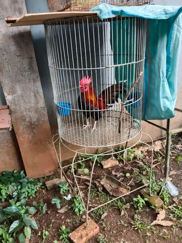 Kandang besi bulat untuk beo dan kakatua