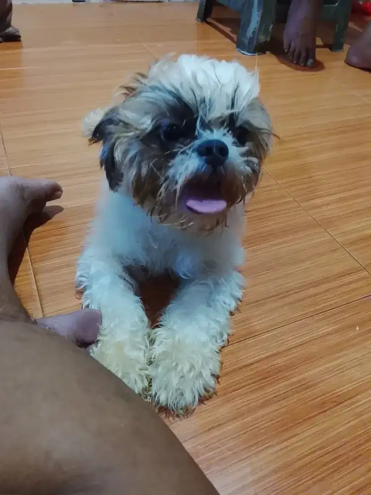 Anjing peliharaan shitzu umur 8 bulan