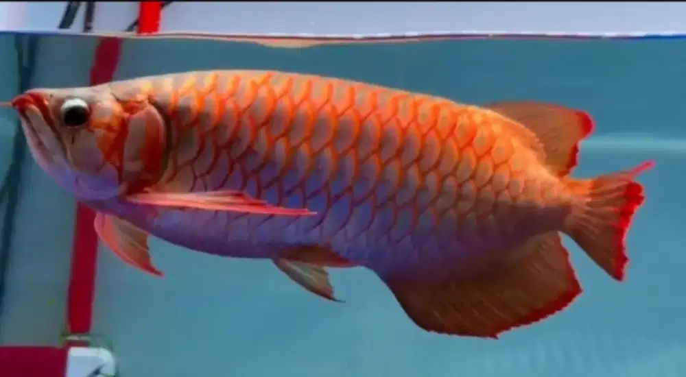 Arwana super red