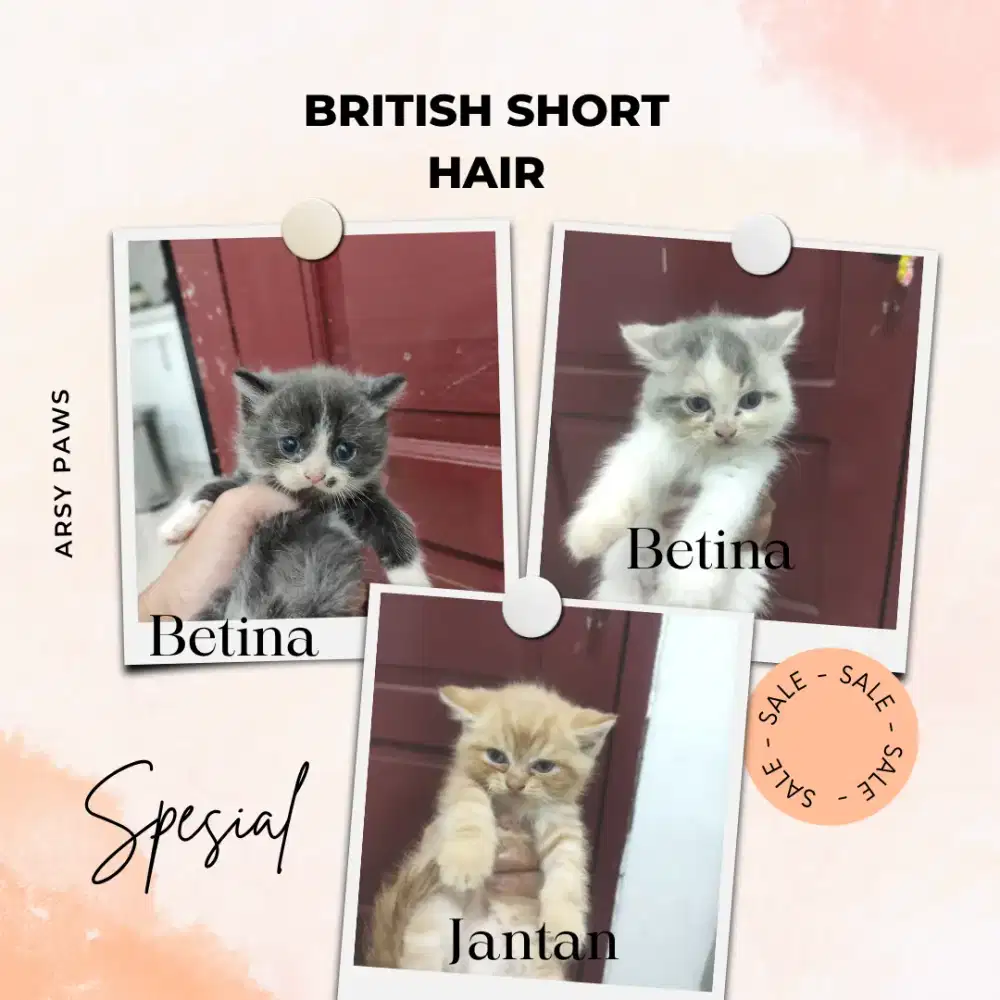 Lepas adopt Kitten BSH