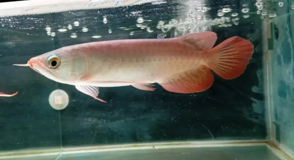 Arwana super red 25cm