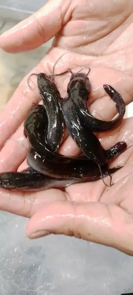 Jual Bibit Ikan Lele