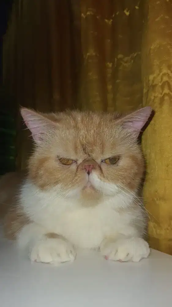 PEAKNOSE BULU PENDEK BETINA