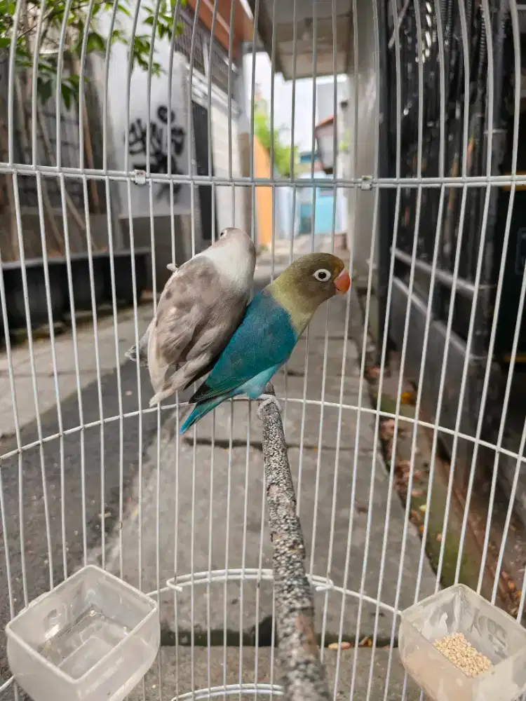 Burung LB pn dan moca