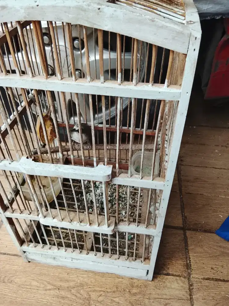 Jual burung opior paruh tebal