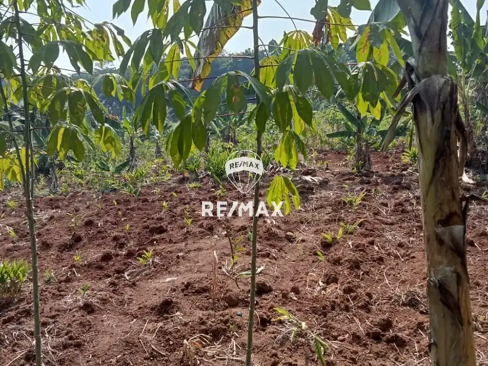 DIJUAL TANAH DI DAERAH TENJO BOGOR JAWA BARAT