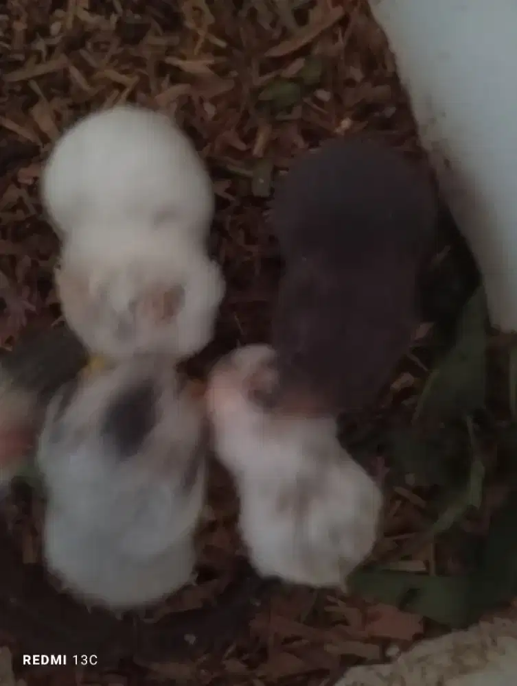 Anakan hamster syrian fujiyama